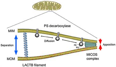 Commentary: LACTB is a tumour suppressor that modulates lipid metabolism and cell state